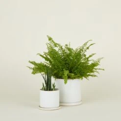 Minimal Planter -Home Furnishing Store CVL min group 2copy