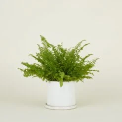 Minimal Planter -Home Furnishing Store CVL min lg 2copy