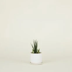 Minimal Planter -Home Furnishing Store CVL min sm 2copy
