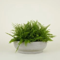 Footed Bowl Planter - Fiber Cement -Home Furnishing Store FCfootedbowl lgprop 6193c5dc 56e4 4bc9 b95c f71b7b75f238