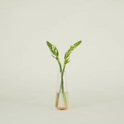 Aurora Slim Drop Vase - Blush -Home Furnishing Store SPRING202111389 RT 530b5534 f012 4e78 b59d 30b9b3c43ce3