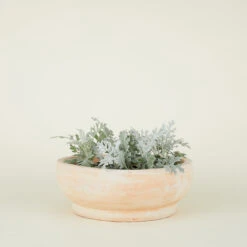 Footed Bowl Planter - Terracotta -Home Furnishing Store TCfootedbowl lgpropcopy d82973e1 dfd0 4aff b0d1 e2344c0e8669