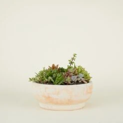 Footed Bowl Planter - Terracotta -Home Furnishing Store TCfootedbowl smprop 543d65a6 2f07 4c08 be1b e4a336682450